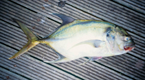 Image of Caranx fischeri (Longfin crevalle jack)