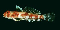 Image of Callionymus marquesensis (Marquesas ruddertail dragonet)