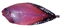 Image of Careproctus marginatus 