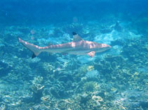 Image of Carcharhinus melanopterus (Blacktip reef shark)