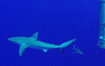 Image of Carcharhinus obscurus (Dusky shark)