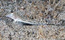 Image of Callionymus pleurostictus (Blue-spotted ruddertail dragonet)