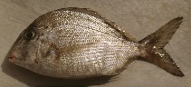 Image of Calamus proridens (Littlehead porgy)