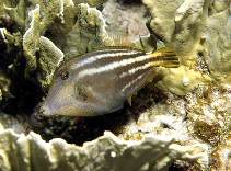 Image of Cantherhines pullus (Orangespotted filefish)