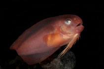 Image of Careproctus reinhardti (Sea tadpole)