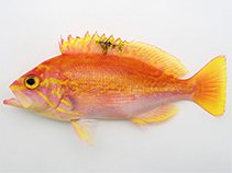 Image of Caprodon schlegelii (Sunrise perch)