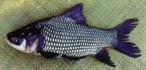 Image of Catlocarpio siamensis (Giant barb)