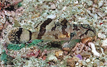 Image of Callogobius stellatus (Stellar goby)