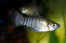 Image of Carlhubbsia stuarti (Barred livebearer)