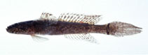 Image of Callogobius tanegasimae 