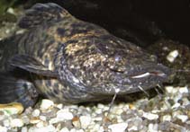 Image of Cephalosilurus apurensis 