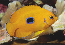 Image of Centropyge flavissima (Lemonpeel angelfish)