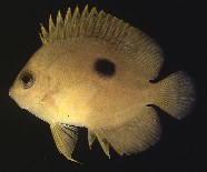 Image of Centropyge narcosis (Narc angelfish)