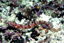 Image of Chaenopsis alepidota (Orangethroat pikeblenny)