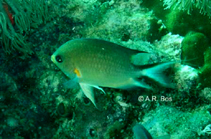 Image of Pycnochromis amboinensis (Ambon chromis)