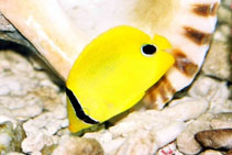 Image of Chaetodon andamanensis (Andaman butterflyfish)