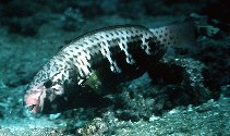 Image of Chlorurus atrilunula (Bluemoon parrotfish)