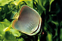 Image of Chaetodon baronessa (Eastern triangular butterflyfish)