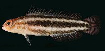 Image of Chlidichthys bibulus (Nosey dottyback)