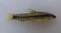 Image of Characidium bimaculatum 