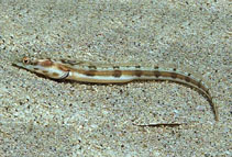 Image of Chaenopsis deltarrhis (Delta pikeblenny)