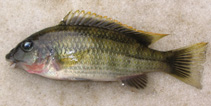 Image of Chilochromis duponti 