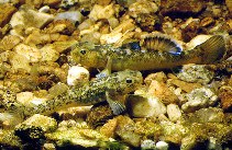 Image of Chlamydogobius eremius (Desert goby)