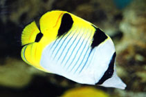 Image of Chaetodon falcula (Blackwedged butterflyfish)