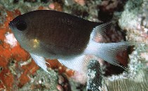 Image of Pycnochromis flavipectoralis (Malayan chromis)