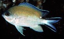 Image of Chromis norfolkensis (Norfolk Chromis)