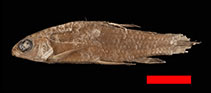 Image of Characidium interruptum 