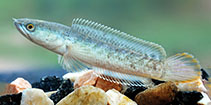 Image of Channa kelaartii (Dwarf snakehead)