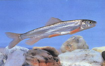 Image of Chuanchia labiosa 