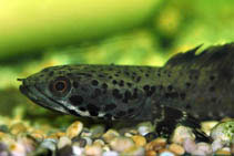 Image of Channa ornatipinnis (Ornate snakehead)