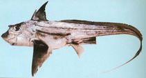 Image of Chimaera phantasma (Silver chimaera)