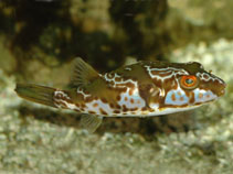 Image of Chelonodontops pleurospilus (Blaasop beauty)