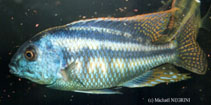 Image of Chilotilapia rhoadesii (Bream)