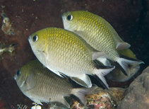 Image of Chromis scotochiloptera (Philippines chromis)