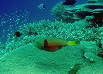 Image of Chlorurus strongylocephalus (Steephead parrotfish)