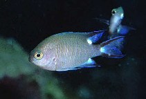 Image of Chromis trialpha (Trispot chromis)