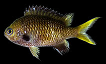 Image of Chromis yamakawai (Northern yellow-spotted Chromis)