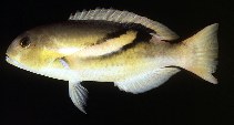 Image of Choerodon zosterophorus (Zoster wrasse)