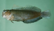 Image of Cirripectes alboapicalis (Blackblotch blenny)