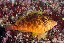 Image of Cirrhitichthys aureus (Yellow hawkfish)