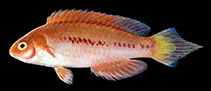 Image of Cirrhilabrus blatteus (Purple-boned wrasse)