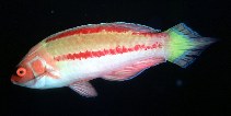 Image of Cirrhilabrus blatteus (Purple-boned wrasse)