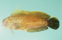 Image of Cirripectes chelomatus (Lady Musgrave blenny)