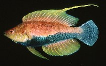 Image of Cirrhilabrus filamentosus (Whip-fin wrasse)