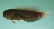 Image of Cirripectes filamentosus (Filamentous blenny)