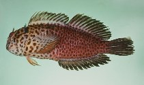 Image of Cirripectes fuscoguttatus (Spotted blenny)